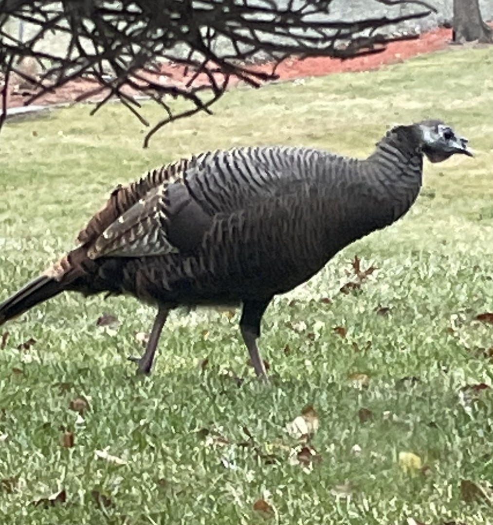 17140 Central Avenue, Tinley Park, IL 60477