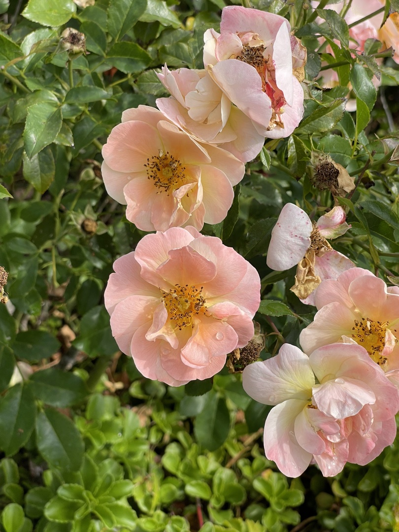 40W378 Francis Bret Harte Street, St. Charles, IL 60175