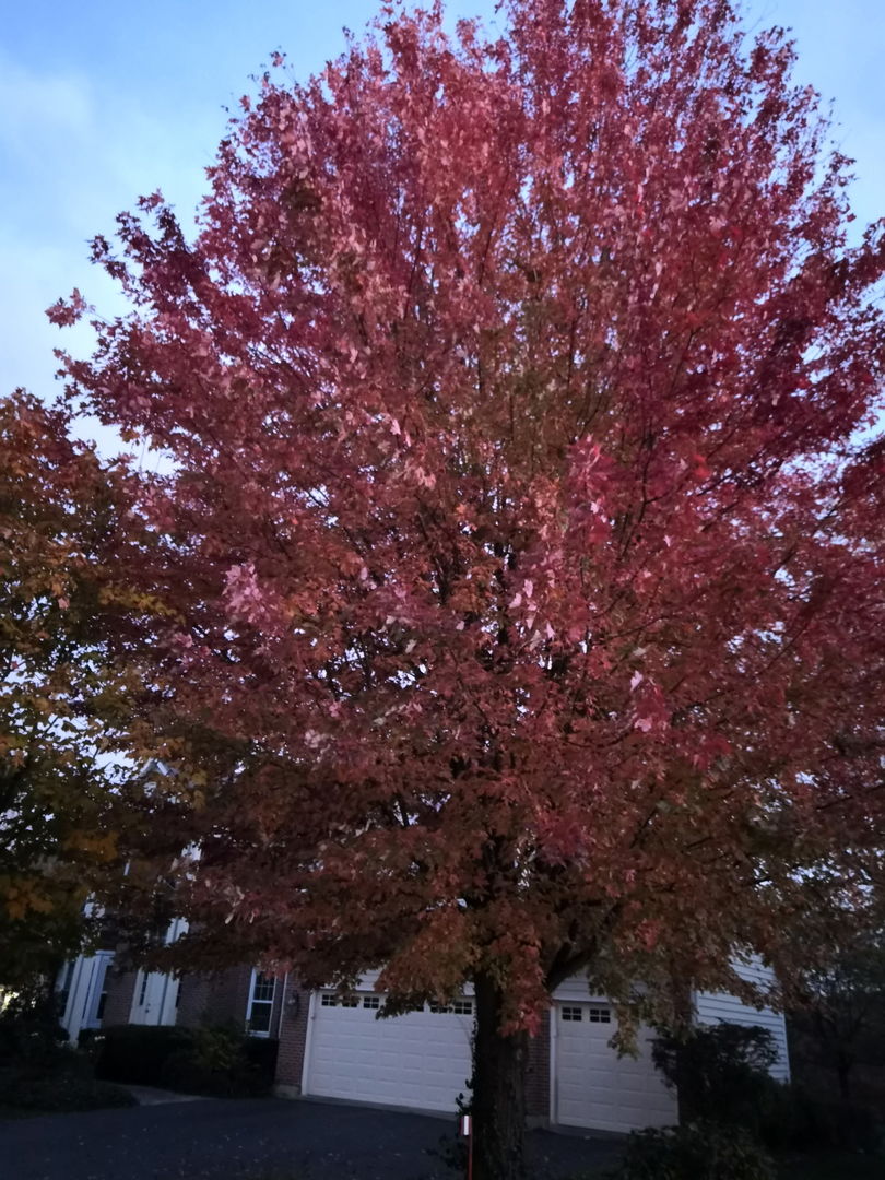 1163 OMalley Drive, Lake Zurich, IL 60047