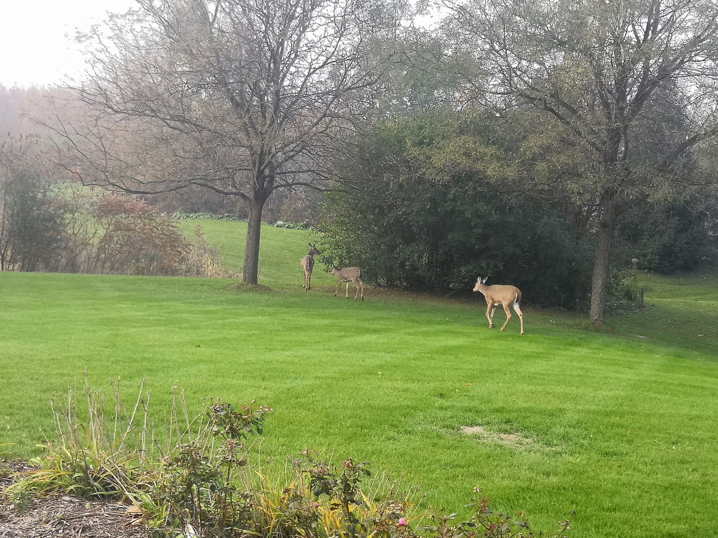 1163 OMalley Drive, Lake Zurich, IL 60047