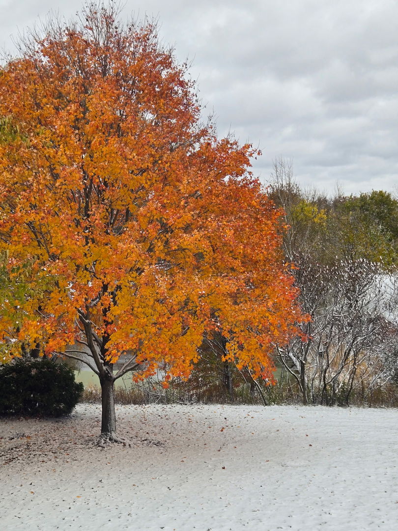 1163 OMalley Drive, Lake Zurich, IL 60047