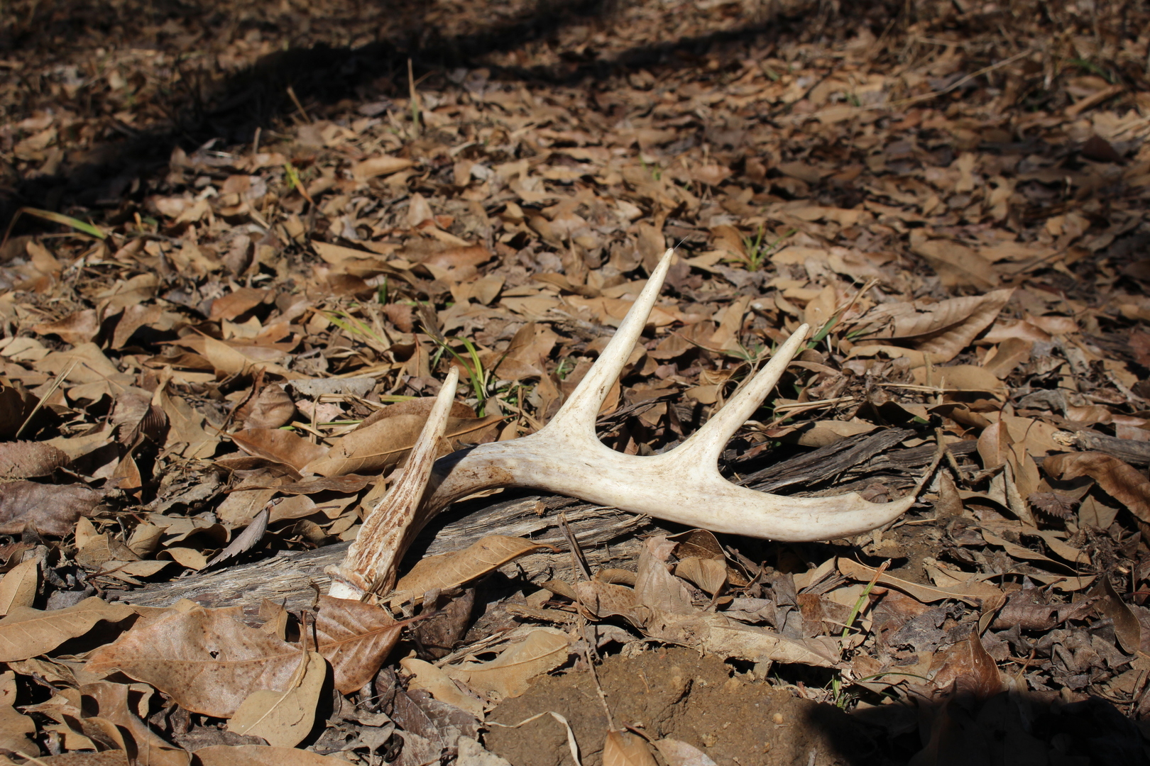 5751 White Pigeon Road, Weldon, IL 61882