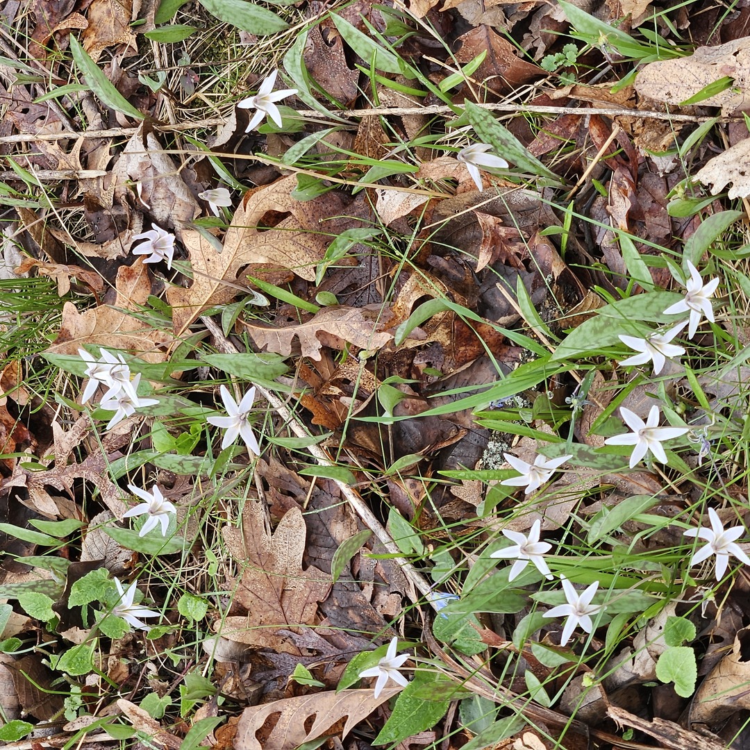 3700 Woodland Lane, Downers Grove, IL 60515