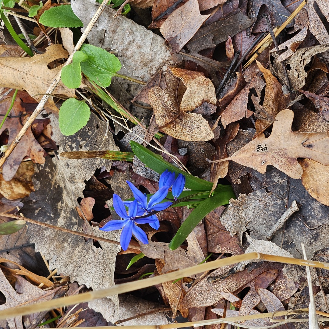 3700 Woodland Lane, Downers Grove, IL 60515