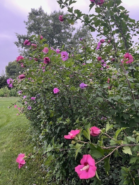 13210 S 85th Avenue, Palos Park, IL 60464