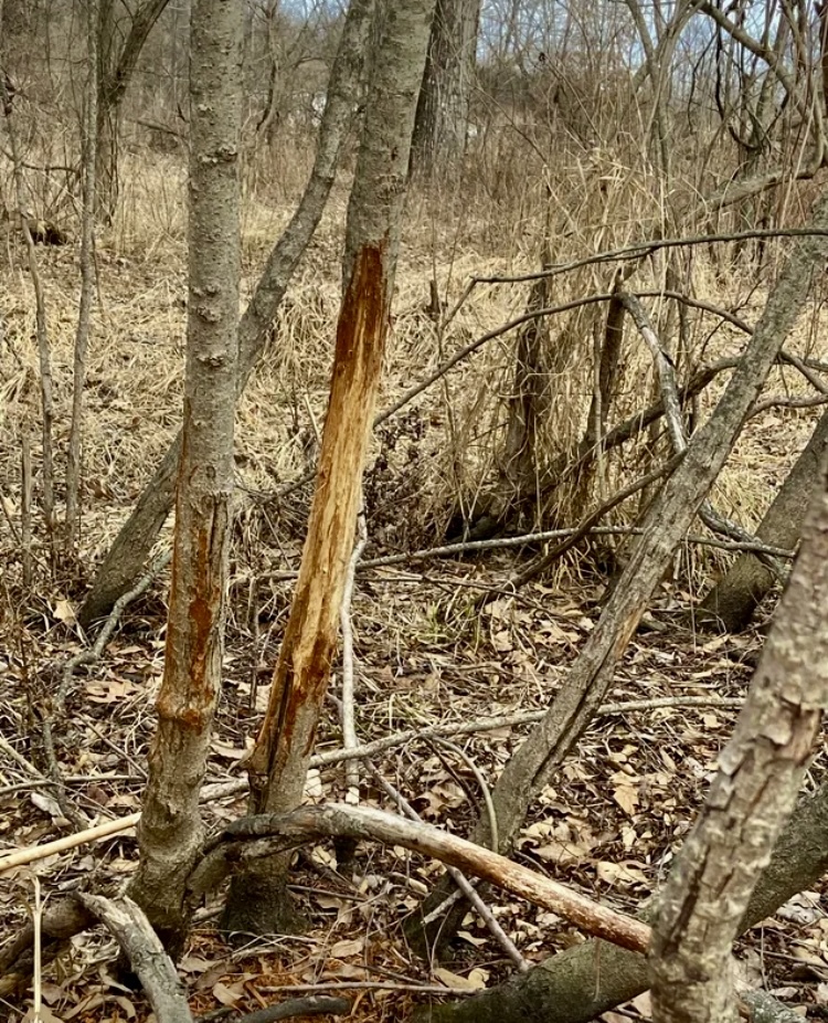 1489 E 2723rd Lane, Clayton, IL 62324