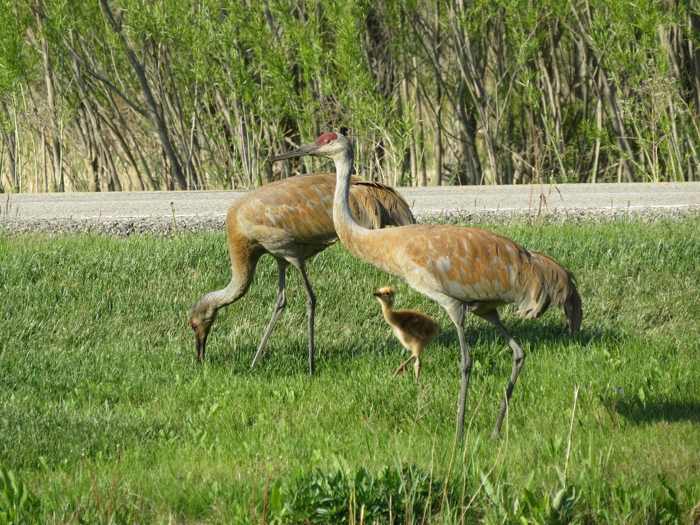 2258 Clearbrook Court, Wauconda, IL 60084