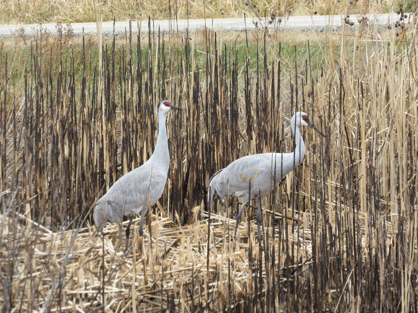 2258 Clearbrook Court, Wauconda, IL 60084