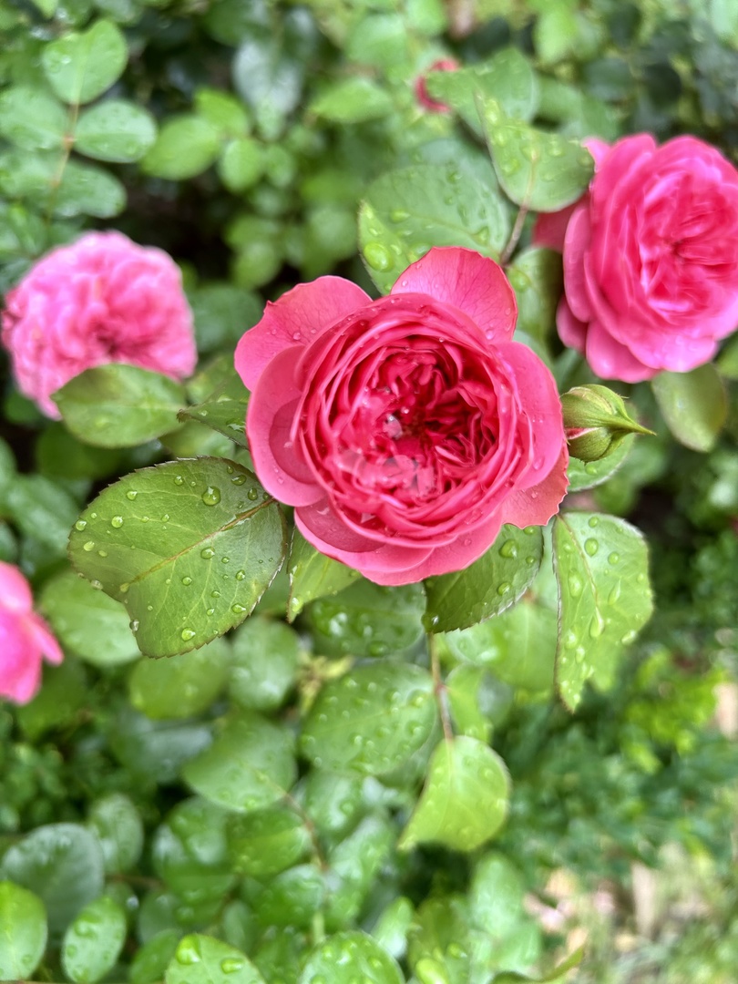 3 Hobson Court, Woodridge, IL 60517