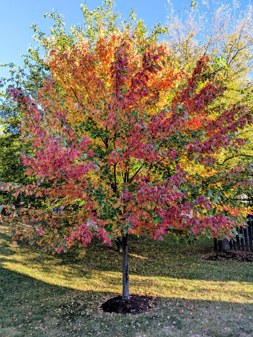 311 Briarwood Lane, Algonquin, IL 60102