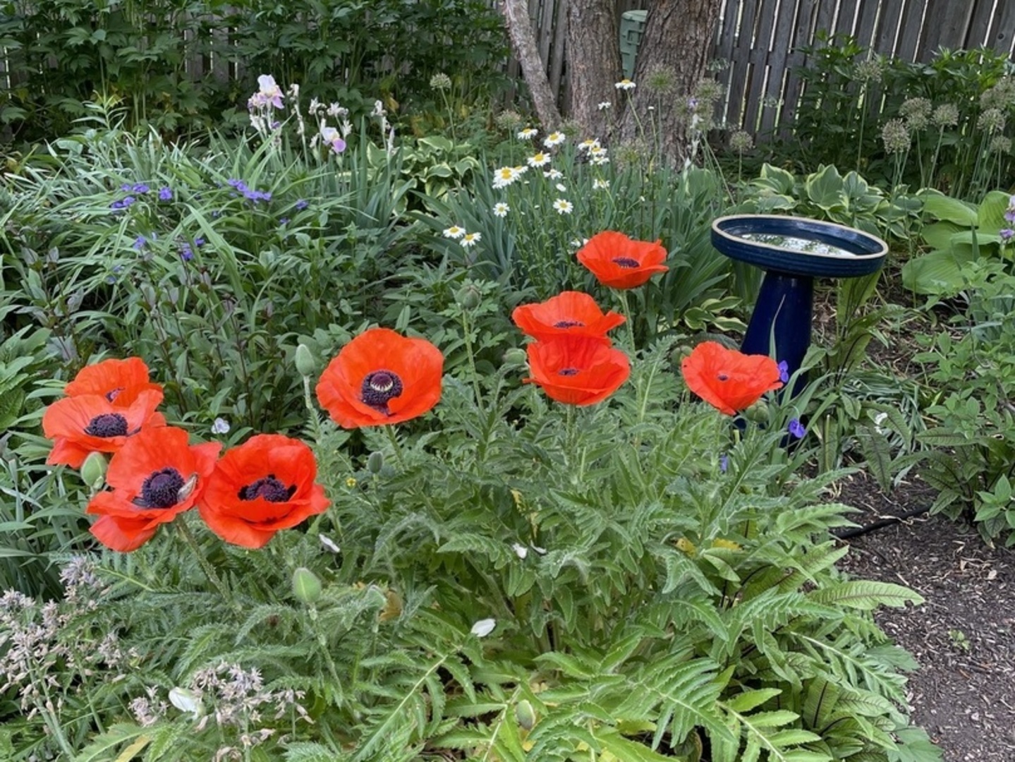 1007 River Oak Drive, Naperville, IL 60565