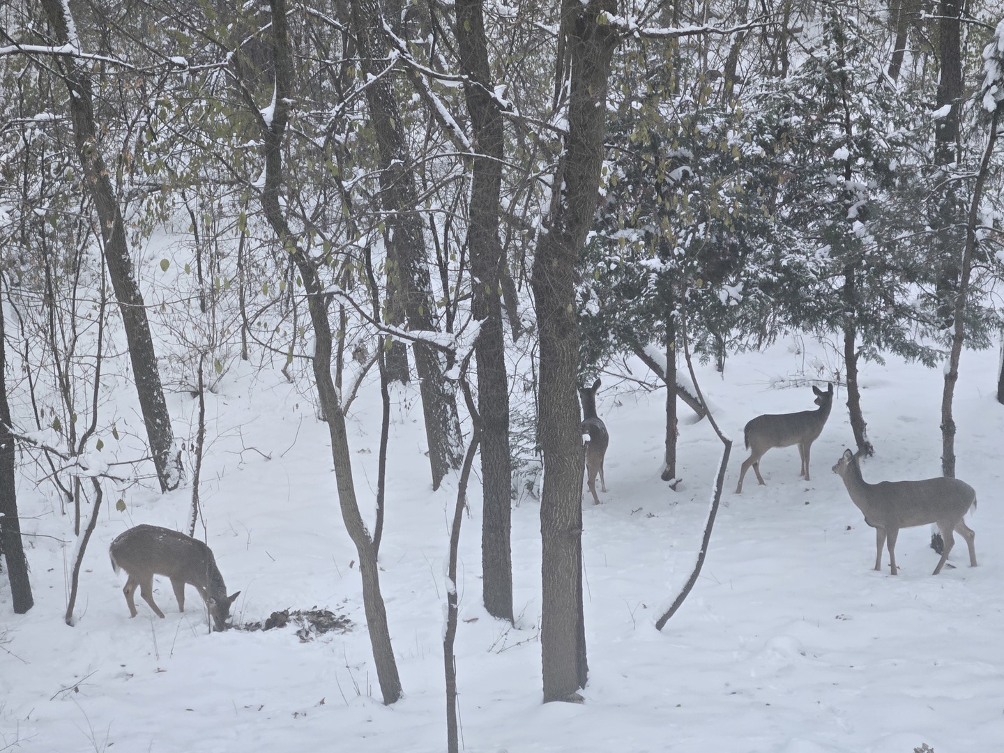 927 Treeline Court, Lockport, IL 60441