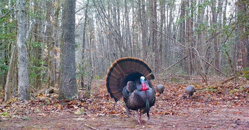 17539 E 2600 North Road, Lexington, IL 61753