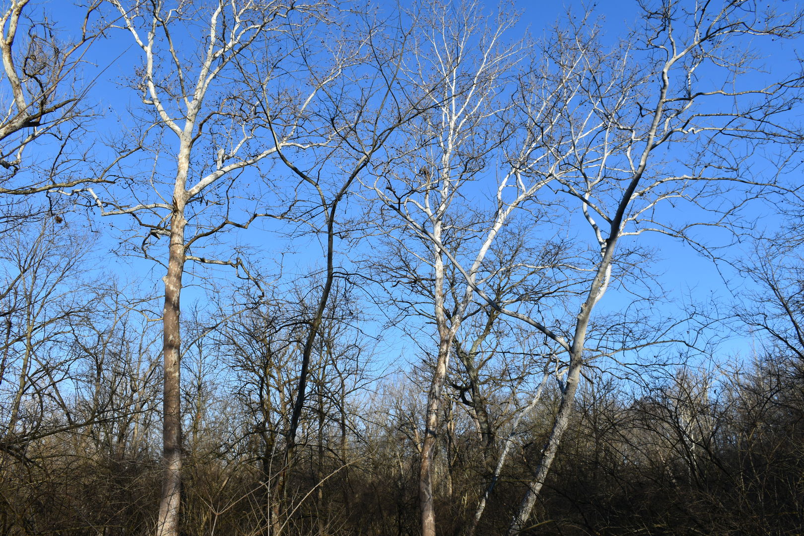 17539 E 2600 North Road, Lexington, IL 61753