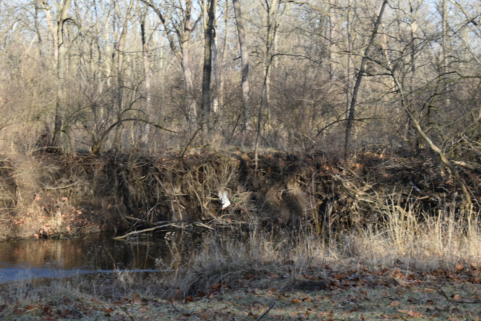 17539 E 2600 North Road, Lexington, IL 61753