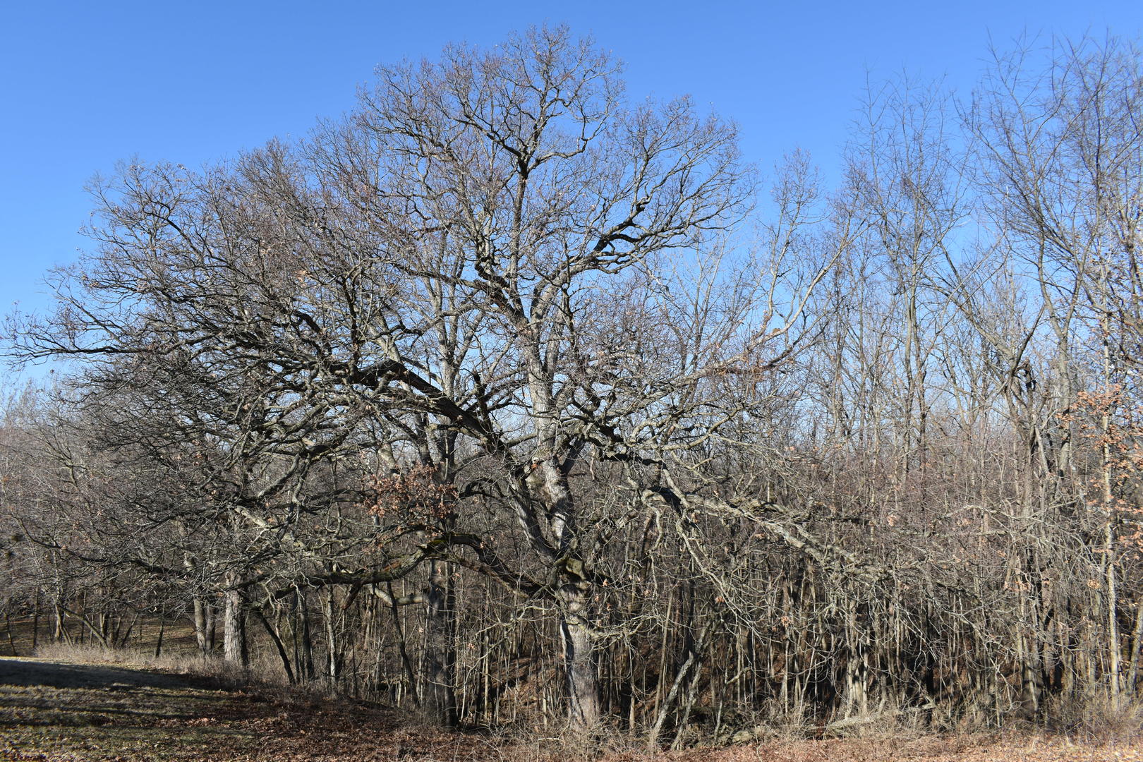 17539 E 2600 North Road, Lexington, IL 61753