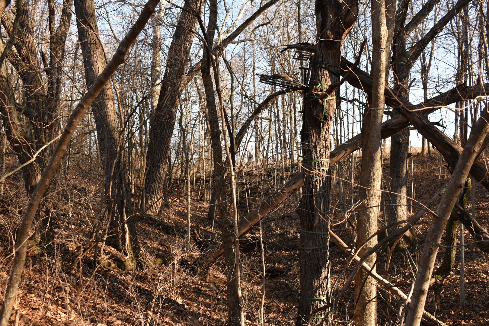 17539 E 2600 North Road, Lexington, IL 61753