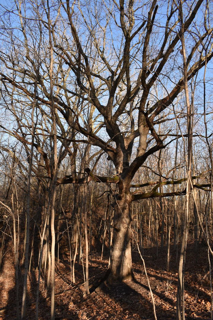 17539 E 2600 North Road, Lexington, IL 61753