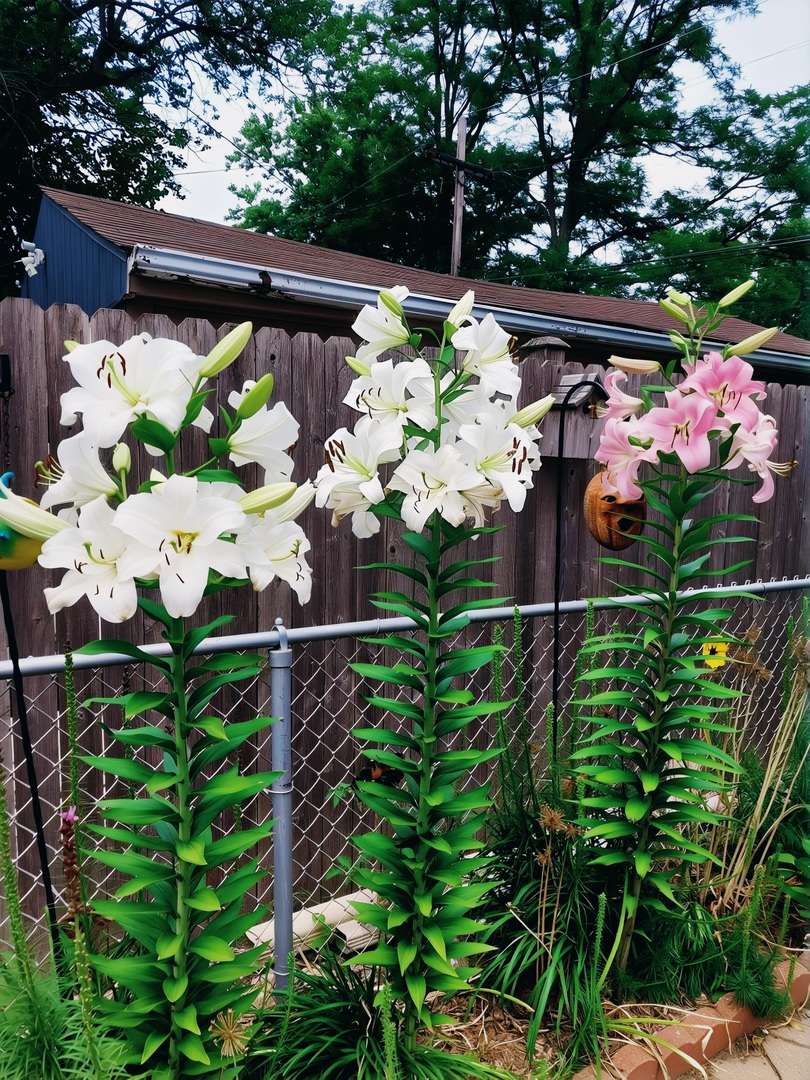 18547 Lexington Avenue, Homewood, IL 60430