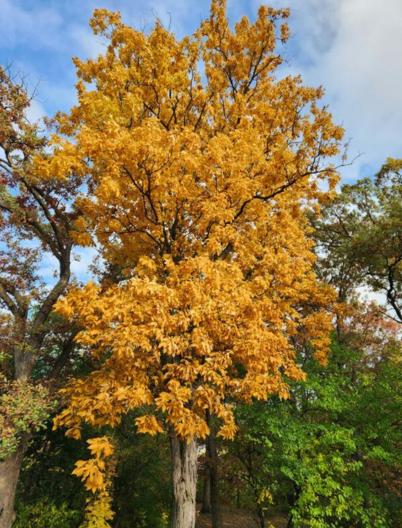 9215 S 83rd Avenue, Hickory Hills, IL 60457