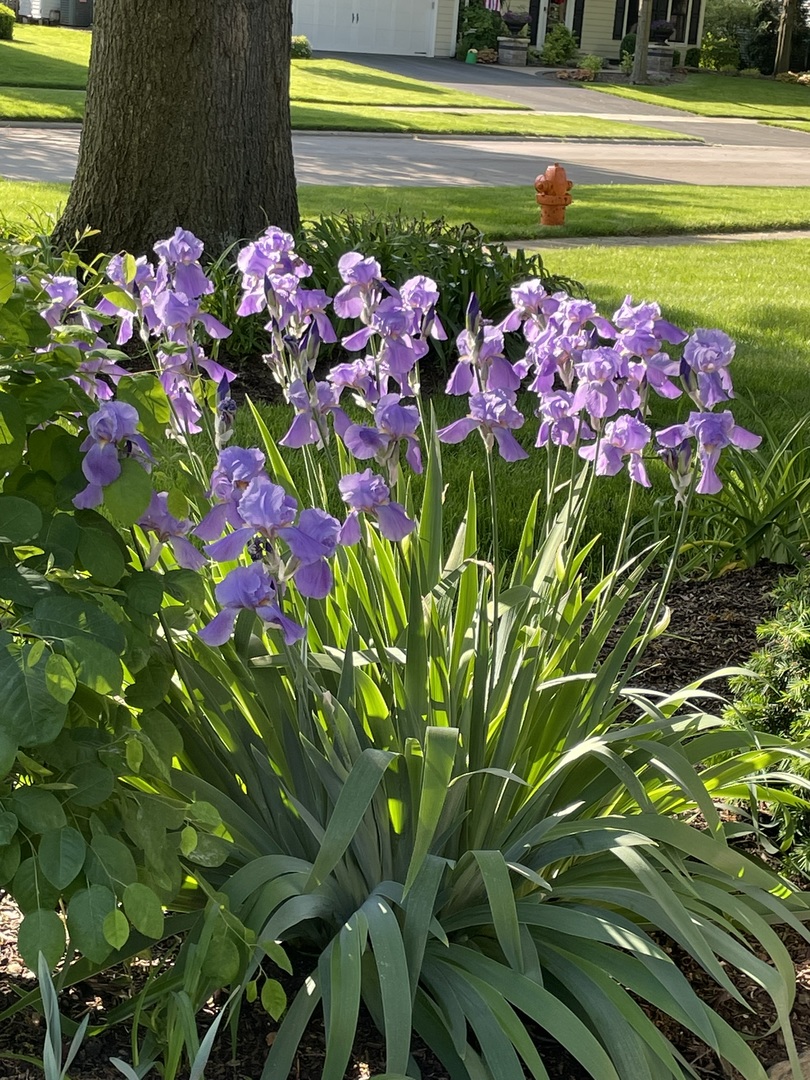 1256 Whitingham Circle, Naperville, IL 60540