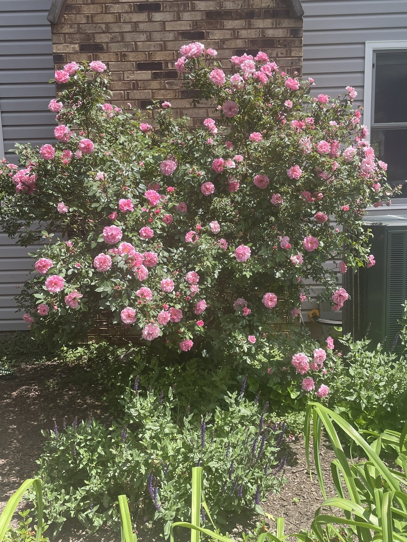 1256 Whitingham Circle, Naperville, IL 60540