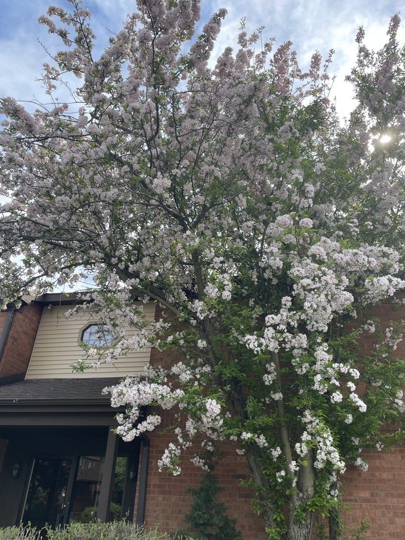 33561 N Royal Oak Lane #209, Grayslake, IL 60030