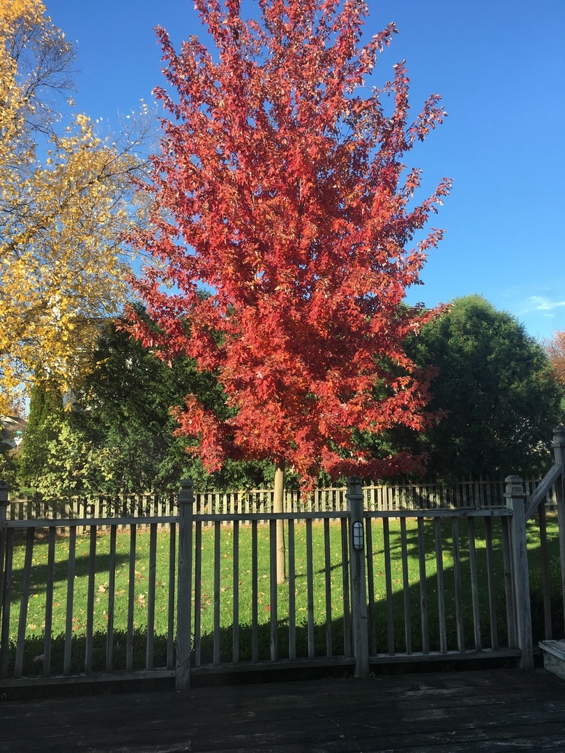 307 N Cottage Avenue, Normal, IL 61761