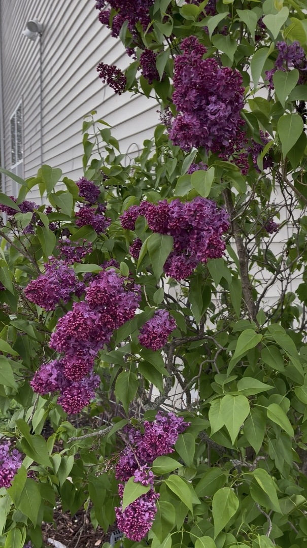 8021 Harrier Avenue, Joliet, IL 60431