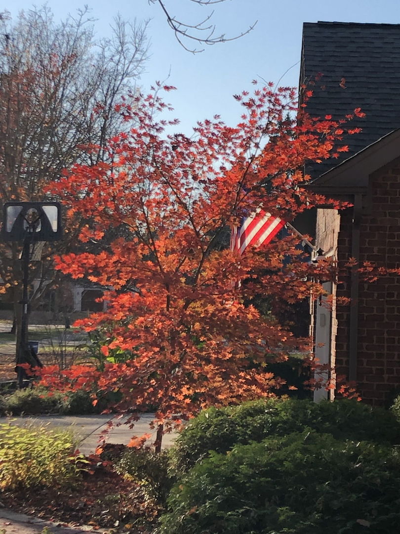 500 Buckingham Place, Downers Grove, IL 60516