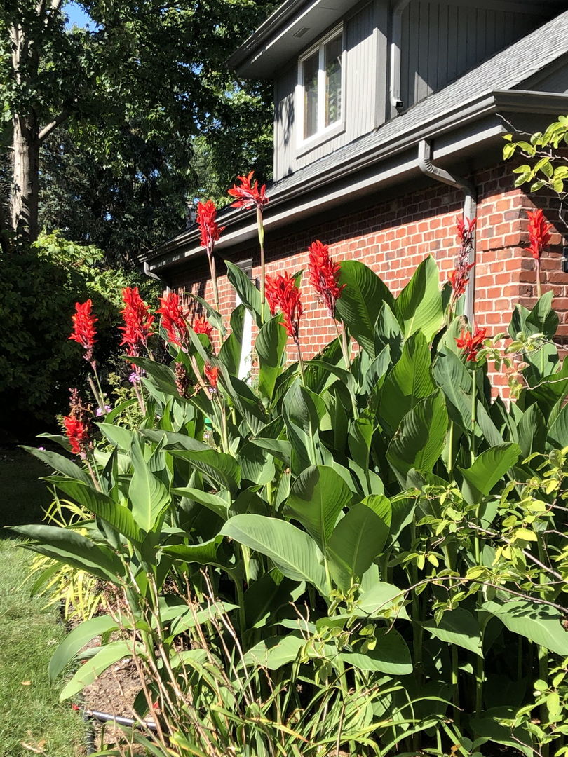 500 Buckingham Place, Downers Grove, IL 60516