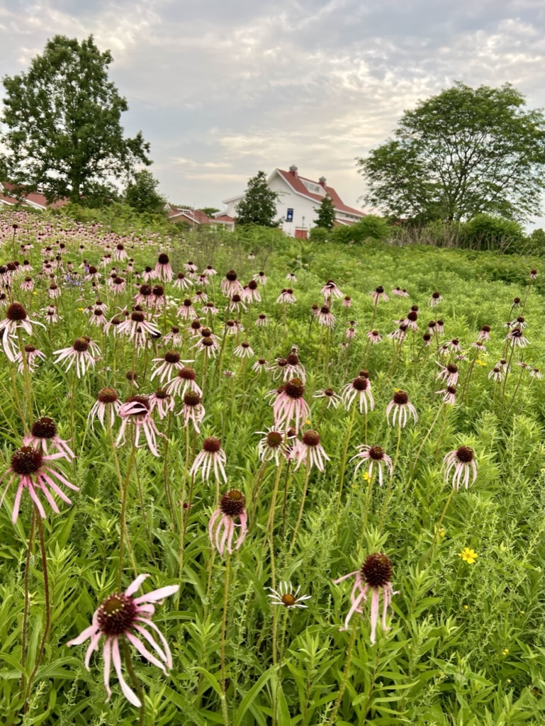 884 Blazing Star Road, Grayslake, IL 60030