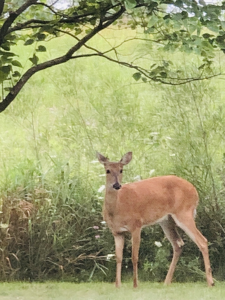 884 Blazing Star Road, Grayslake, IL 60030