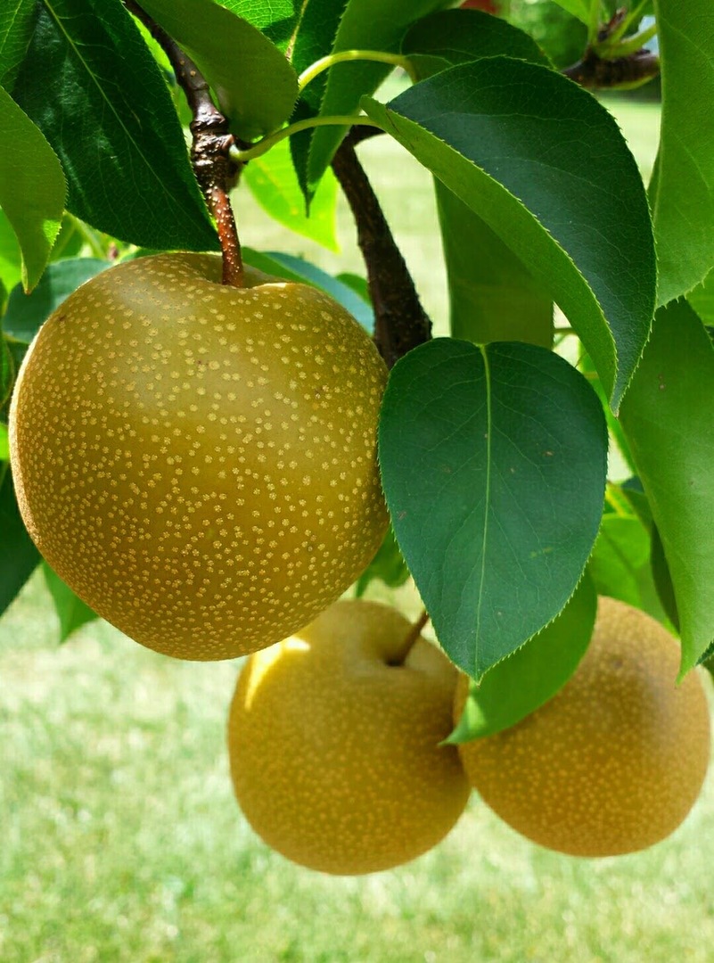 5170 Scott Circle, Lisle, IL 60532