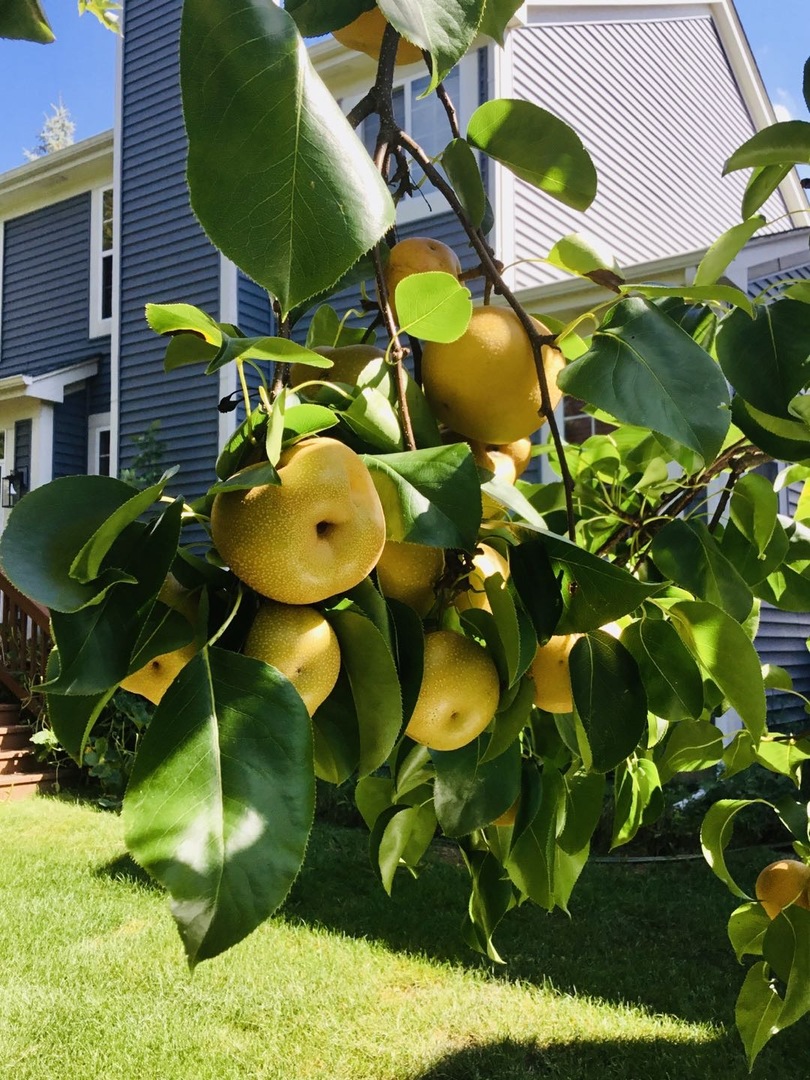 5170 Scott Circle, Lisle, IL 60532