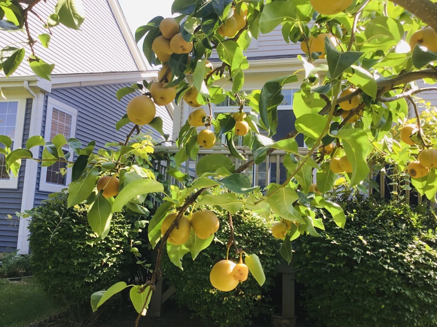 5170 Scott Circle, Lisle, IL 60532