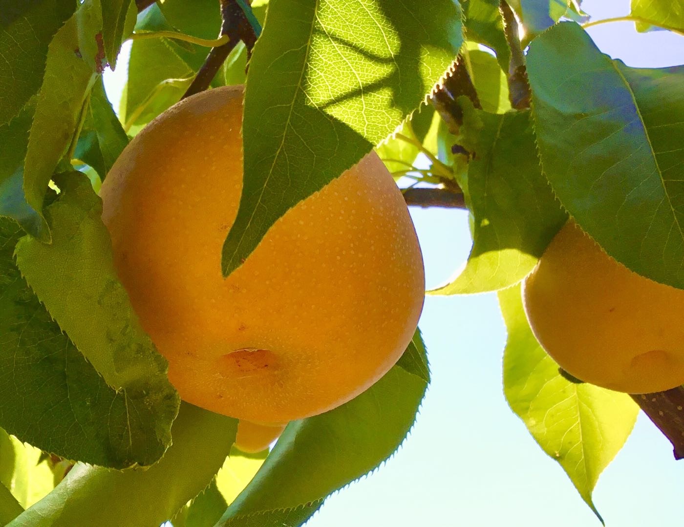 5170 Scott Circle, Lisle, IL 60532