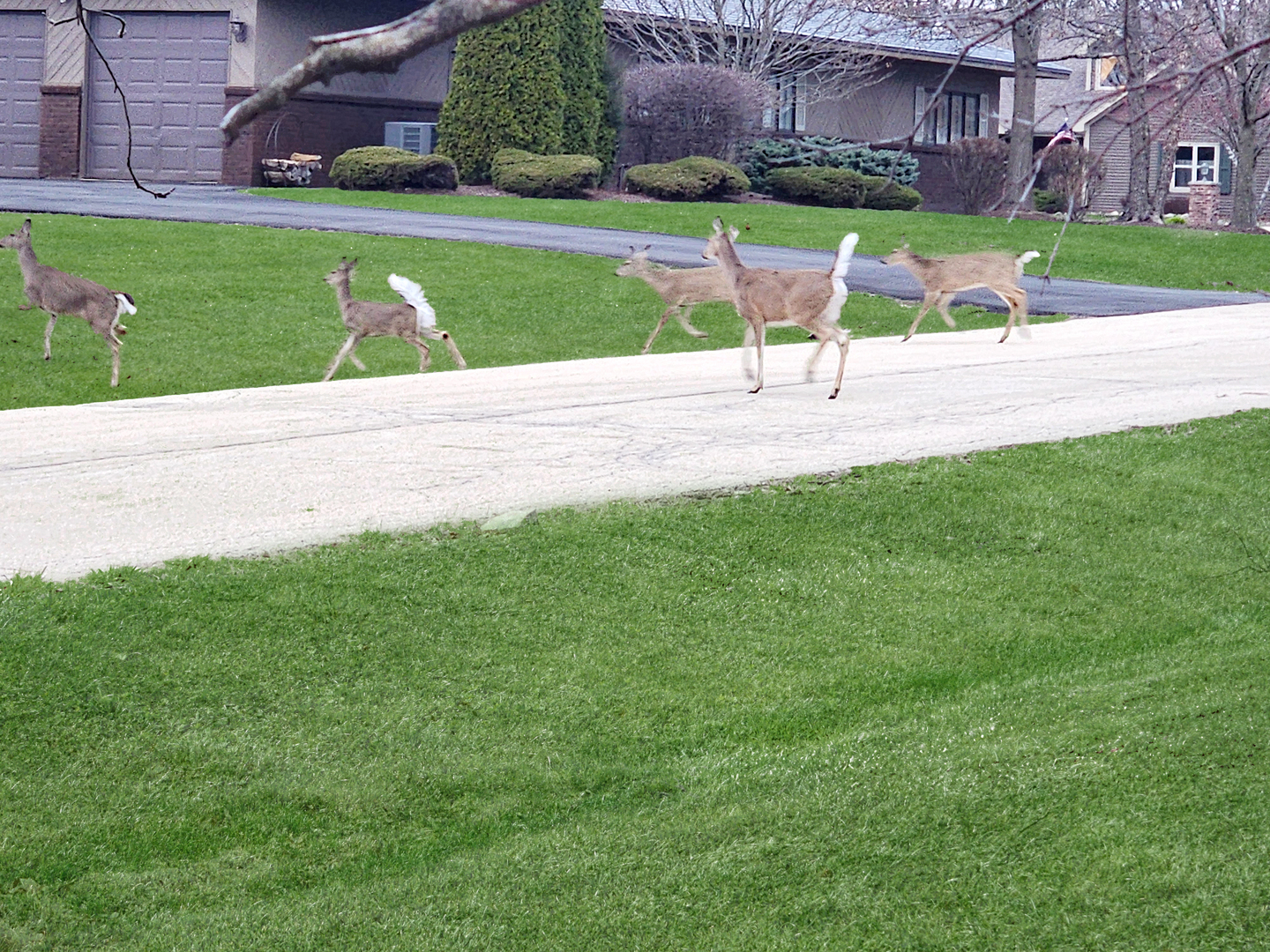 16212 Maramel Drive, Homer Glen, IL 60491