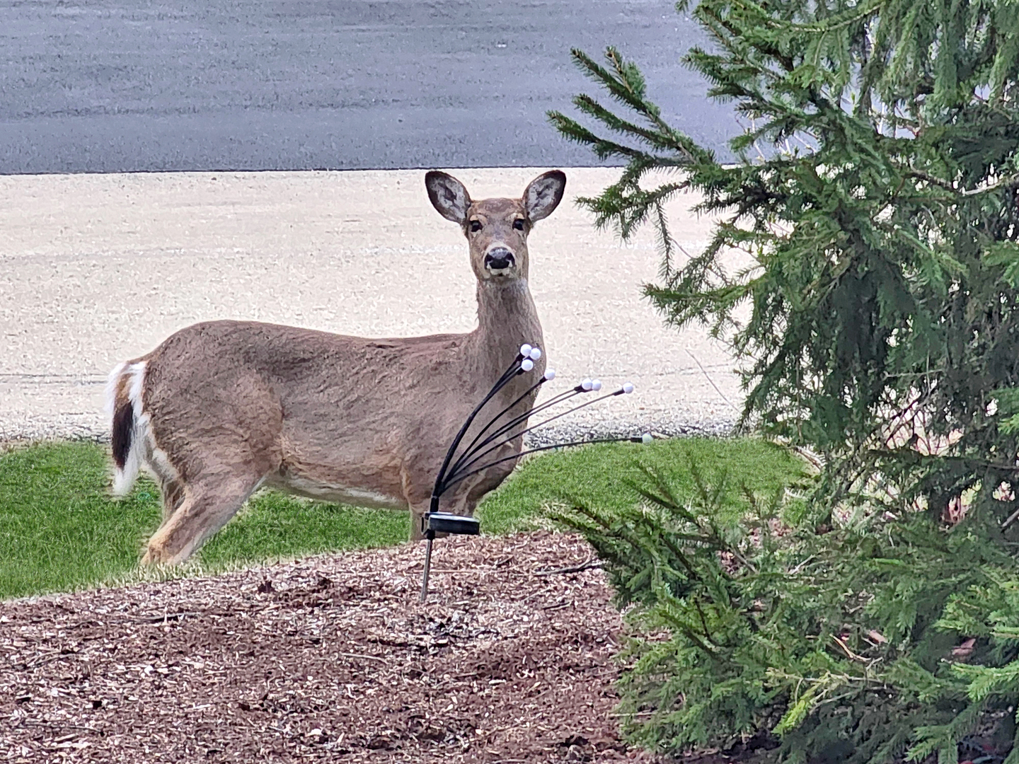 16212 Maramel Drive, Homer Glen, IL 60491