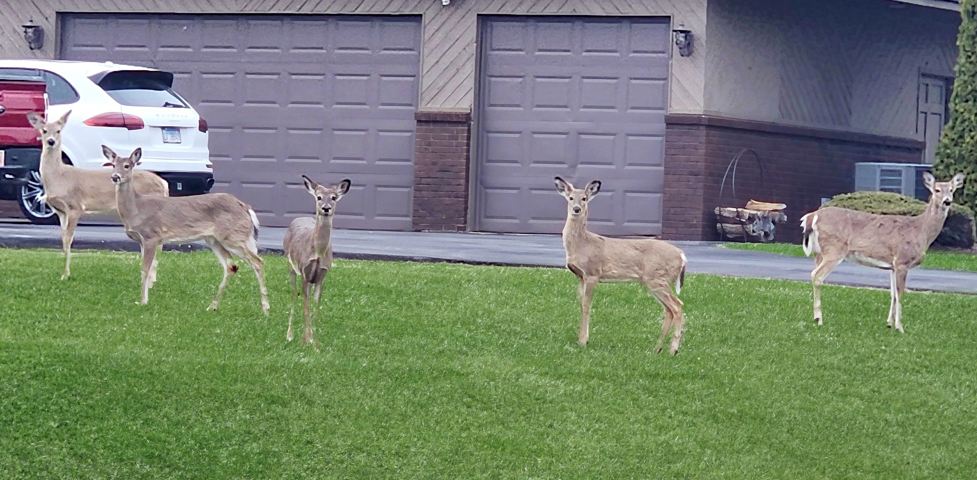 16212 Maramel Drive, Homer Glen, IL 60491