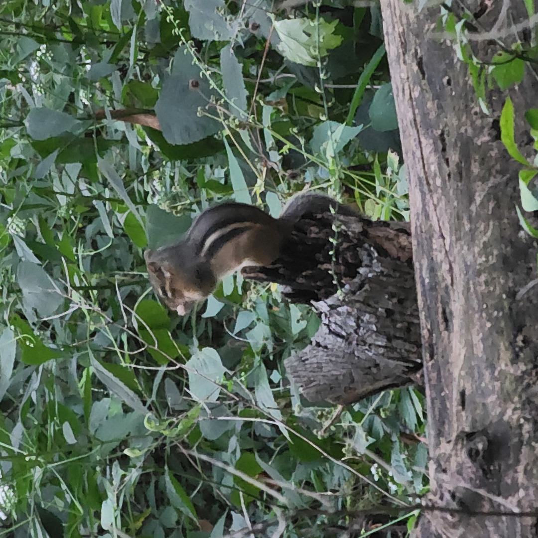 2651 N 45th. Road, Sandwich, IL 60548