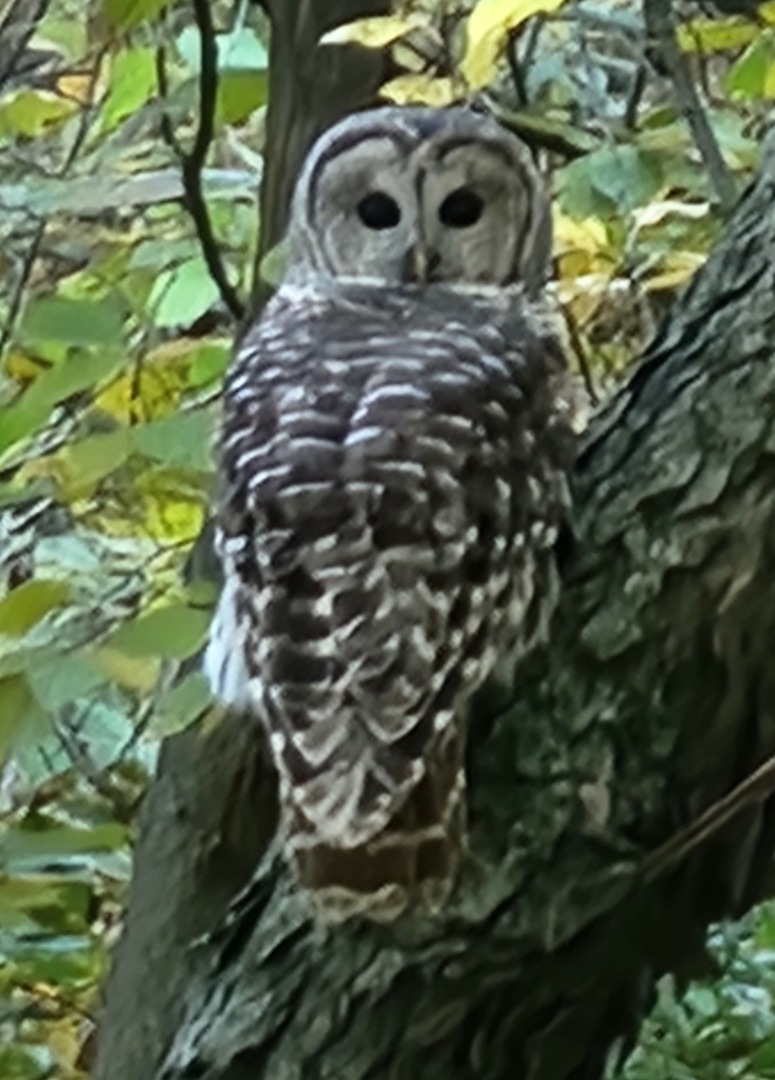 2651 N 45th. Road, Sandwich, IL 60548