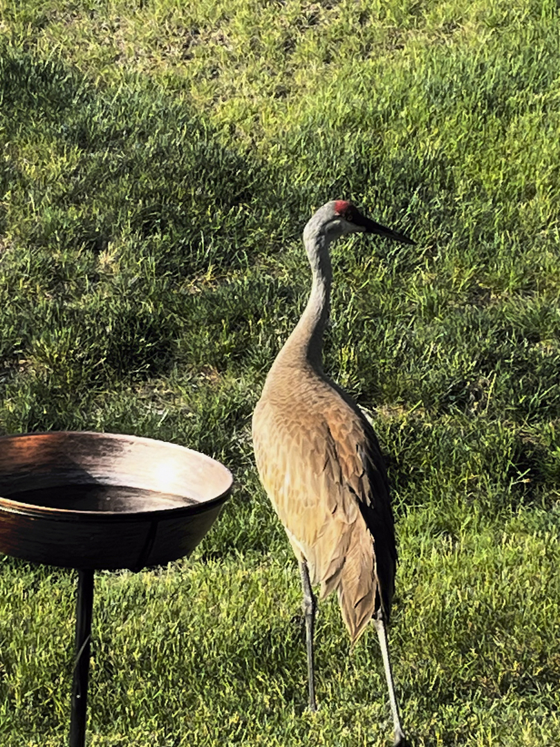 1175 Sonoma Court, Pingree Grove, IL 60140