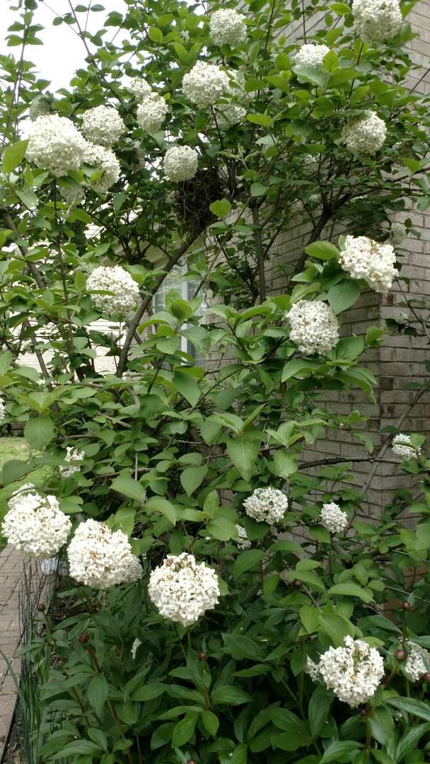 33 River Oaks Circle, Buffalo Grove, IL 60089