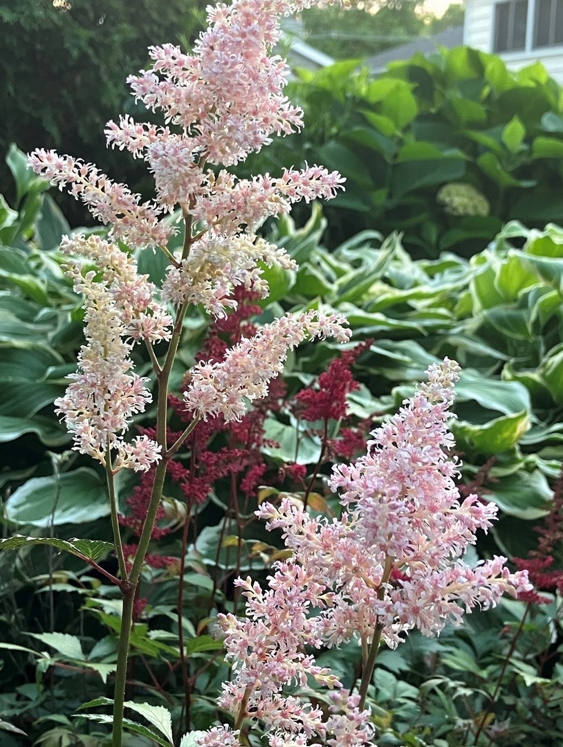 1740 Idlewild Lane, Homewood, IL 60430