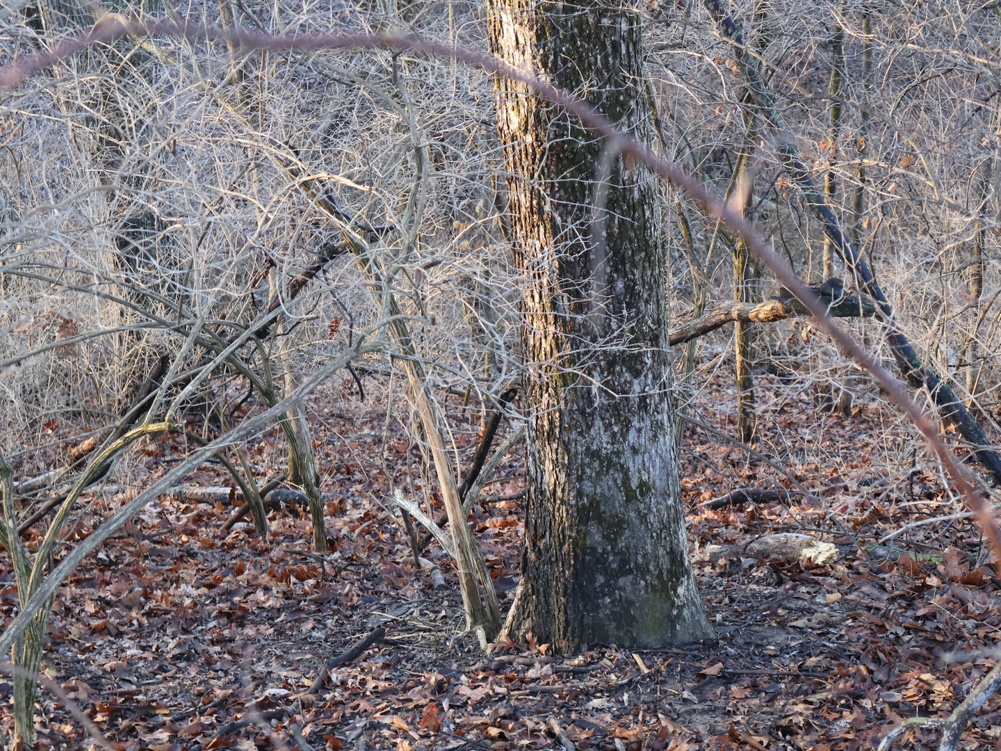 0 N. Pheasant Lane, Marrieta, IL 61459