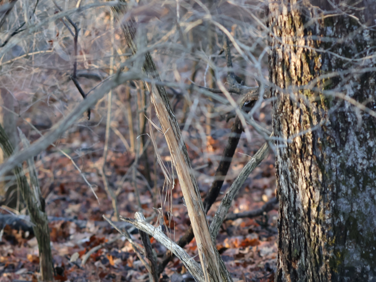 0 N. Pheasant Lane, Marrieta, IL 61459