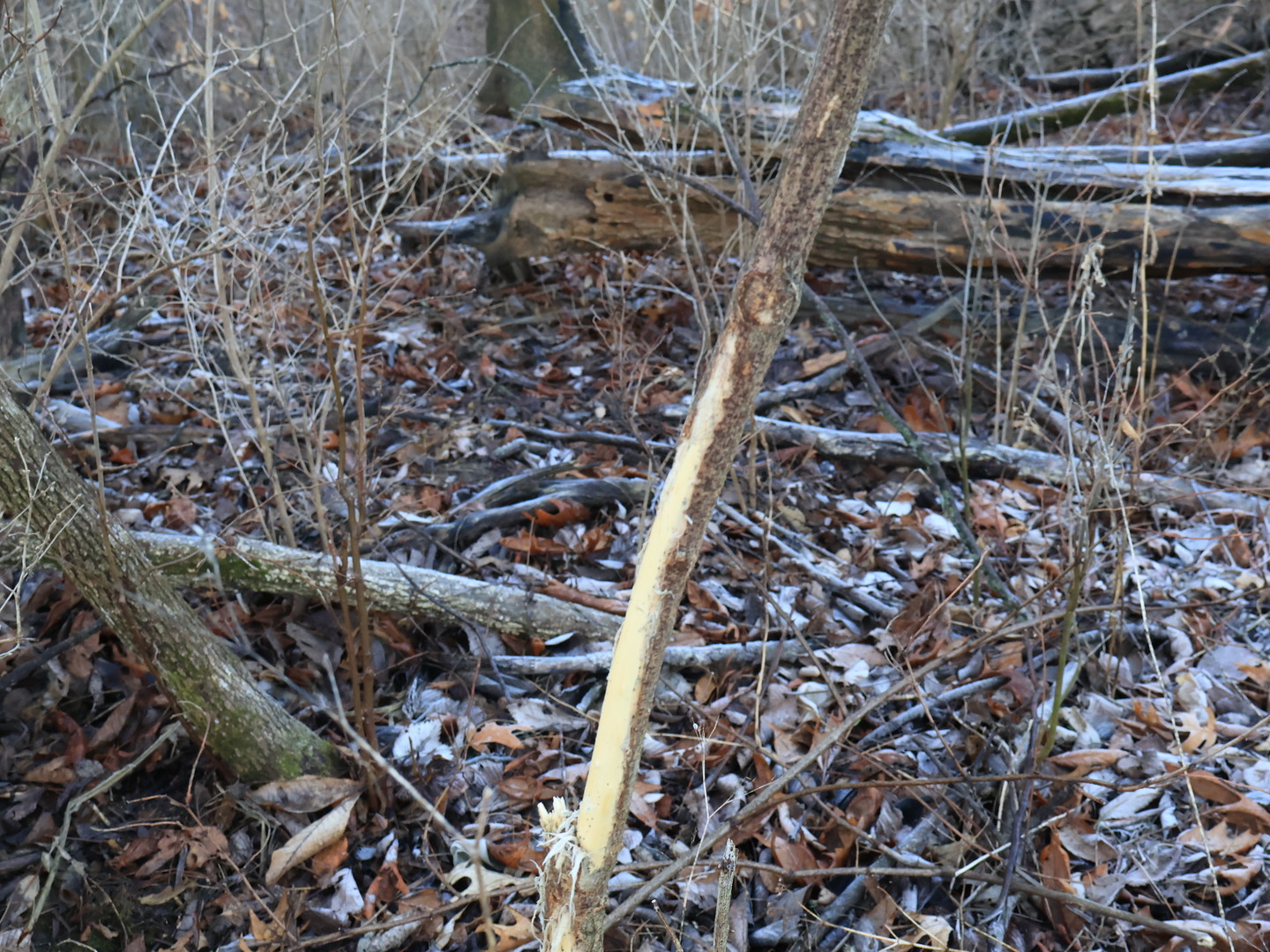 0 N. Pheasant Lane, Marrieta, IL 61459