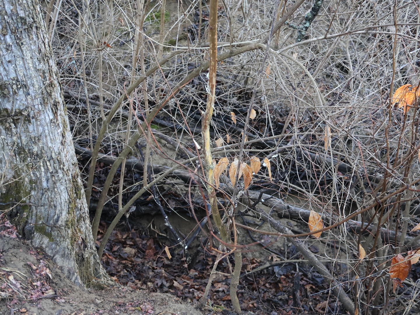 0 N. Pheasant Lane, Marrieta, IL 61459