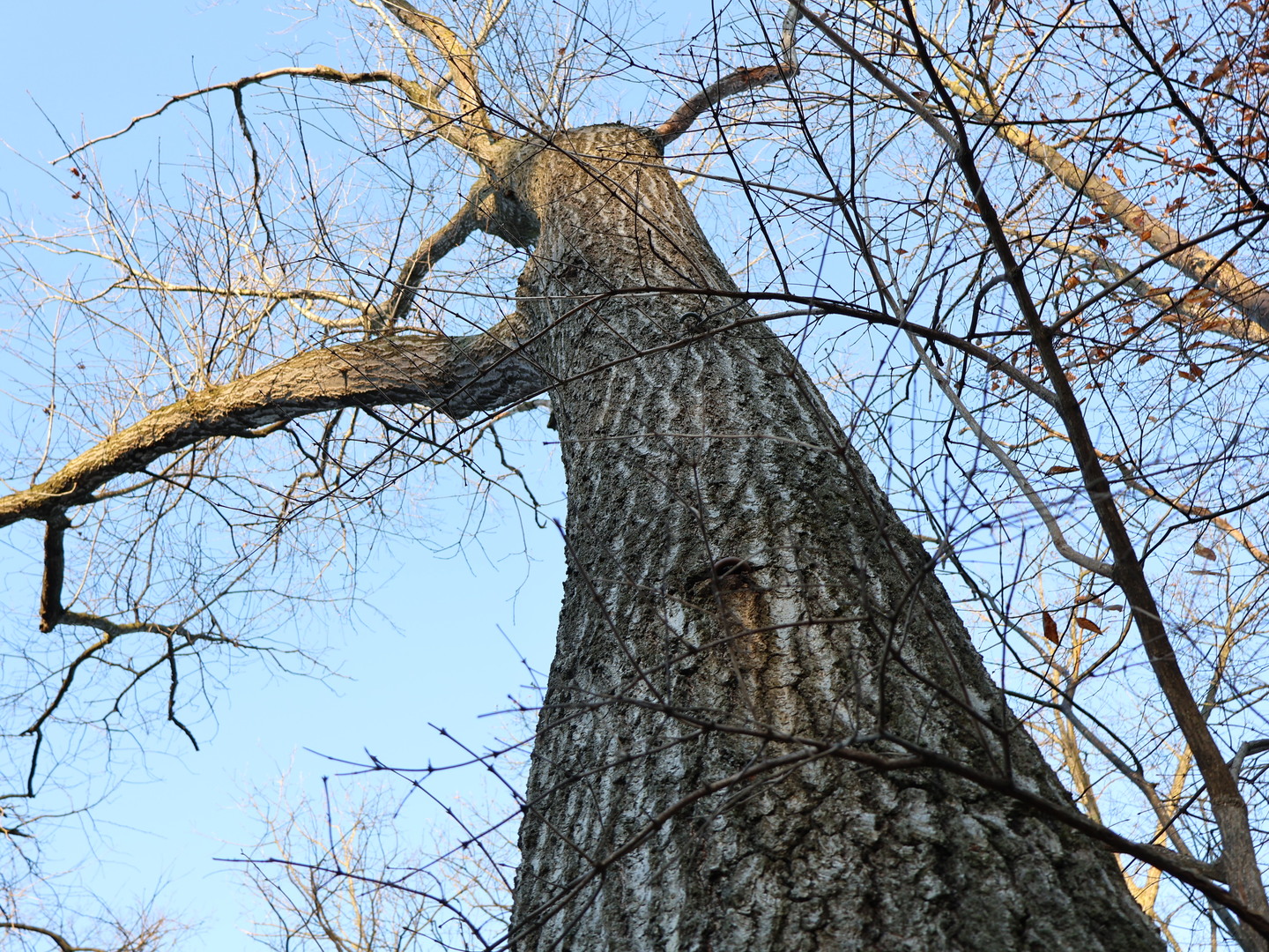 0 N. Pheasant Lane, Marrieta, IL 61459